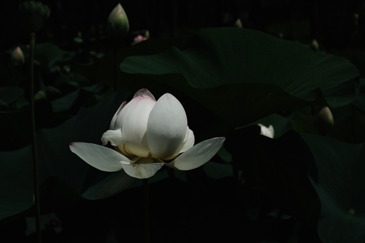 荷花