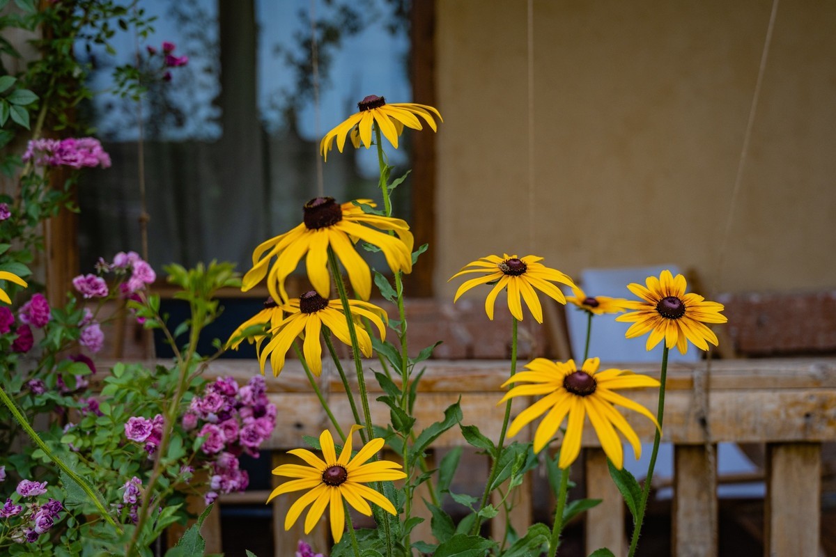 霍城四宫村薰衣草庄园～唐布拉百里画廊～1