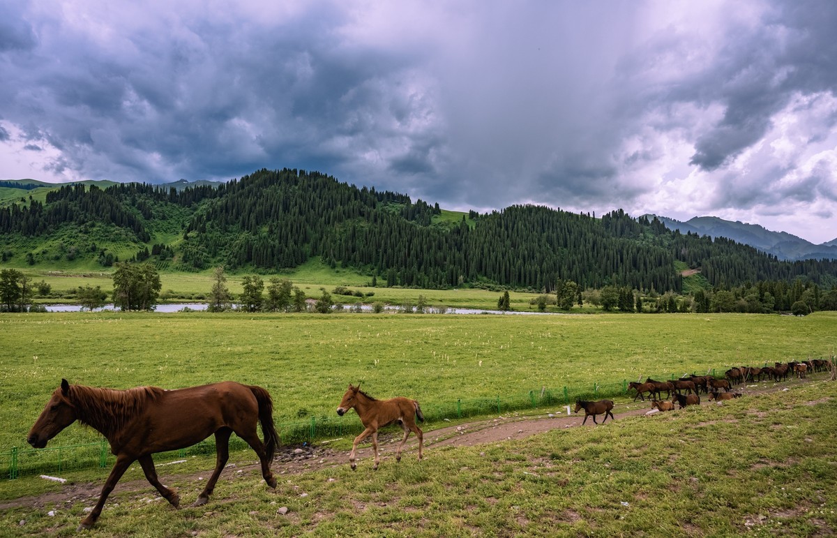 霍城四宫村薰衣草庄园～唐布拉百里画廊～1