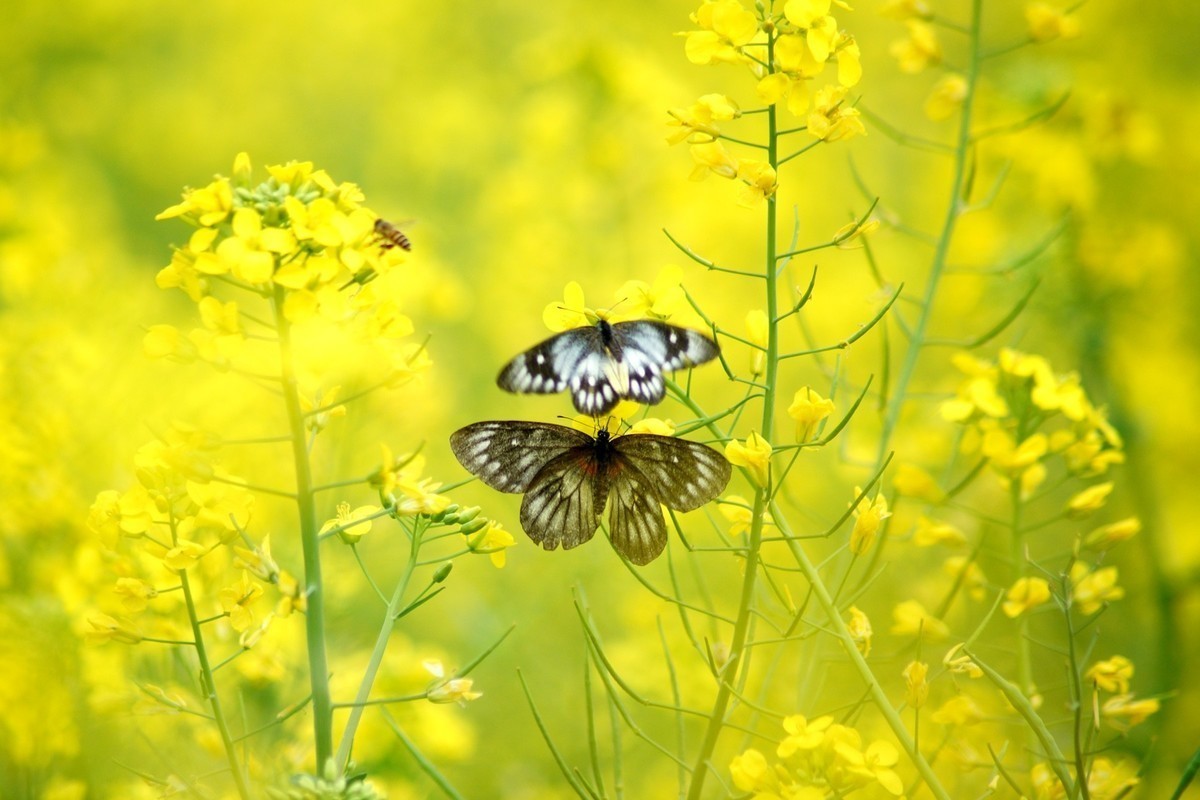 五山新村油菜花闲拍