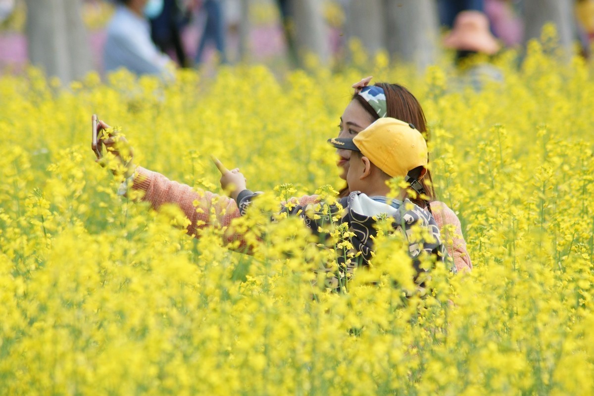 五山新村油菜花闲拍