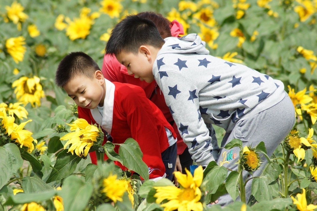 五山新村油菜花闲拍