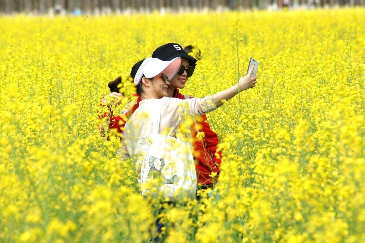 五山新村油菜花闲拍