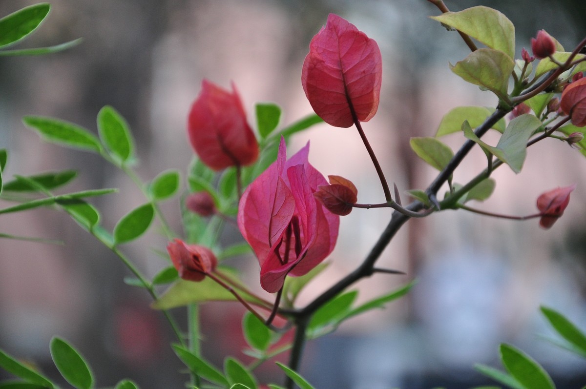 公园随拍，尼康D90