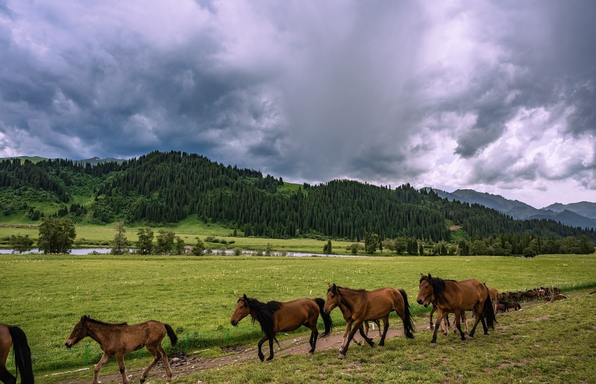 霍城四宫村薰衣草庄园～唐布拉百里画廊～1