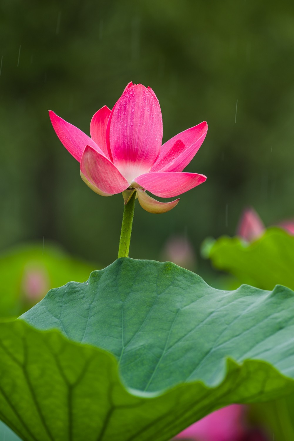 柳壕湿地公园之十八雨中荷塘三