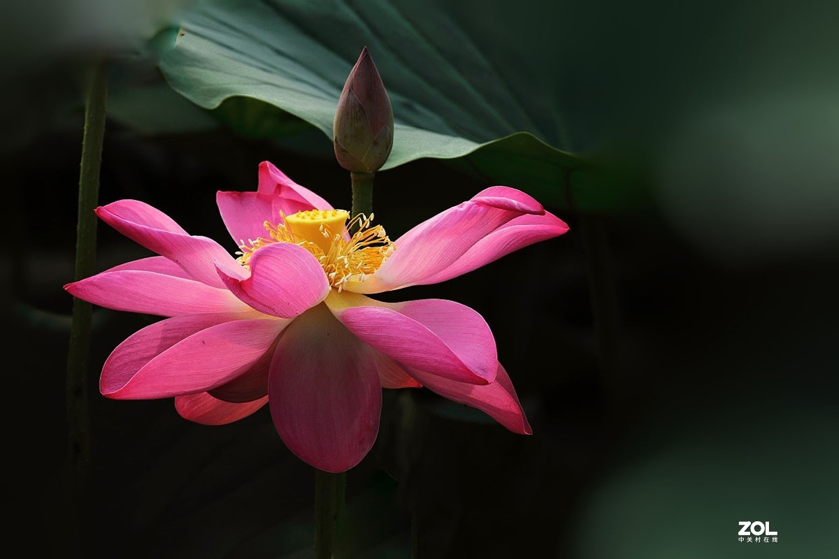 荷花6