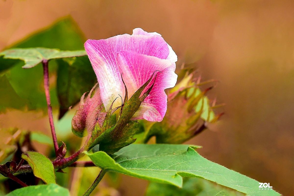 一组棉花花随拍