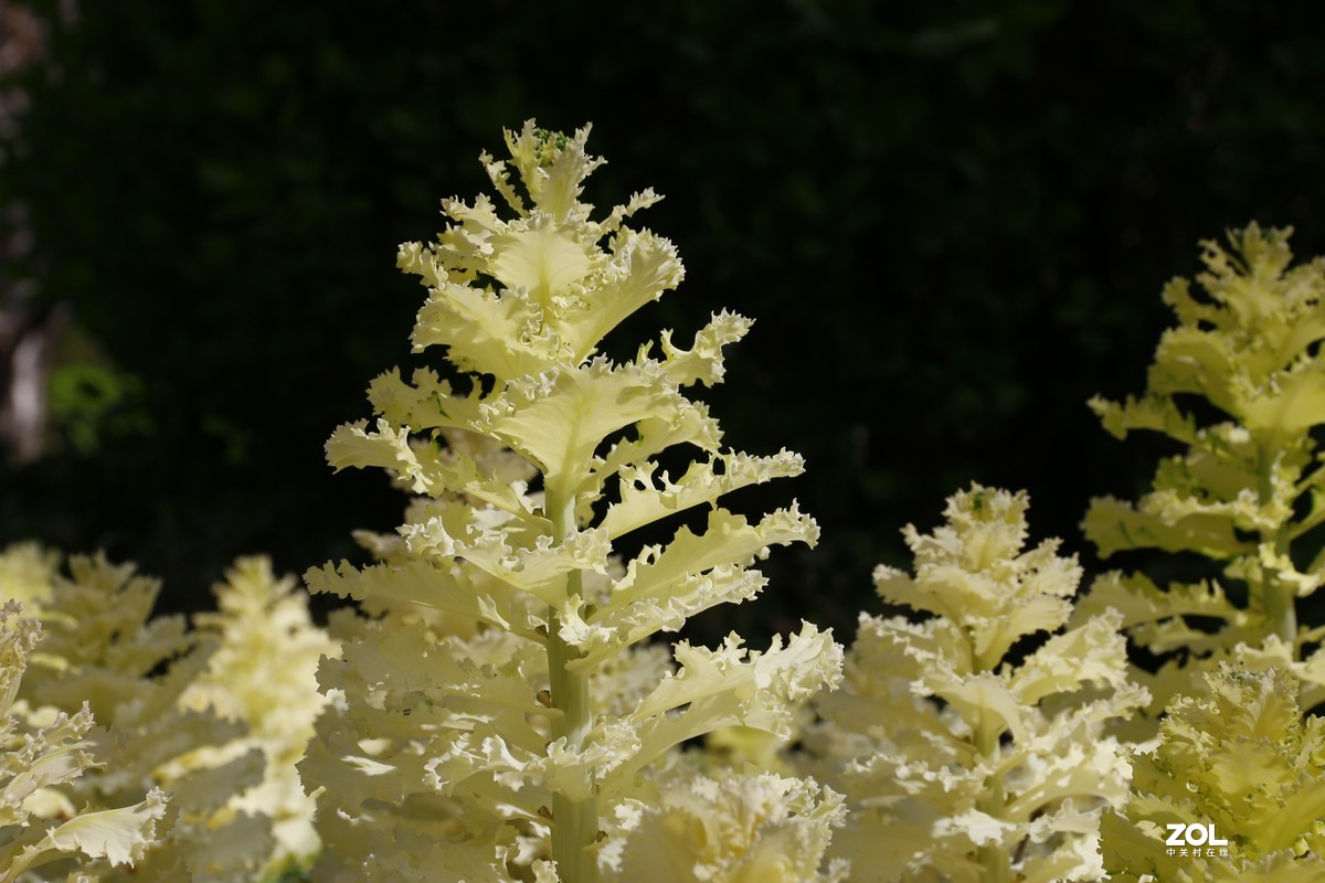 好久没拍片了，上手随拍