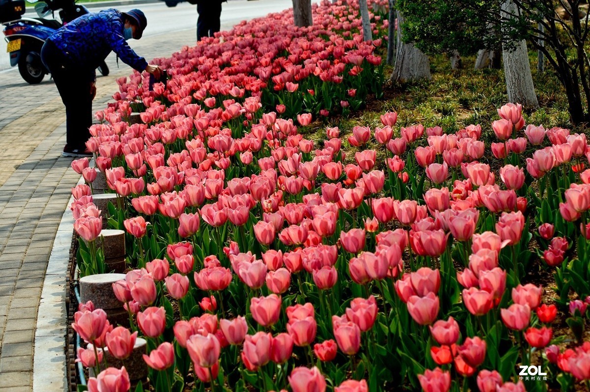 济南龙奥大厦门前市府大厦的郁金香