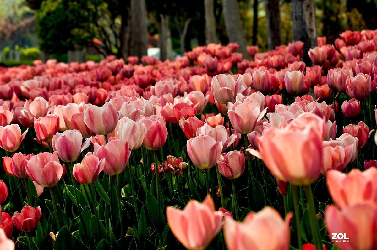 济南龙奥大厦门前市府大厦的郁金香