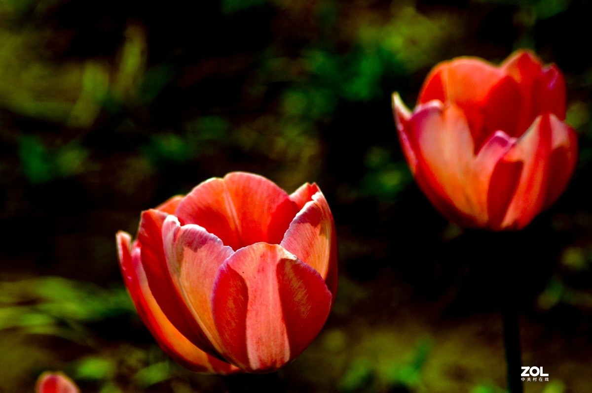 济南龙奥大厦门前市府大厦的郁金香