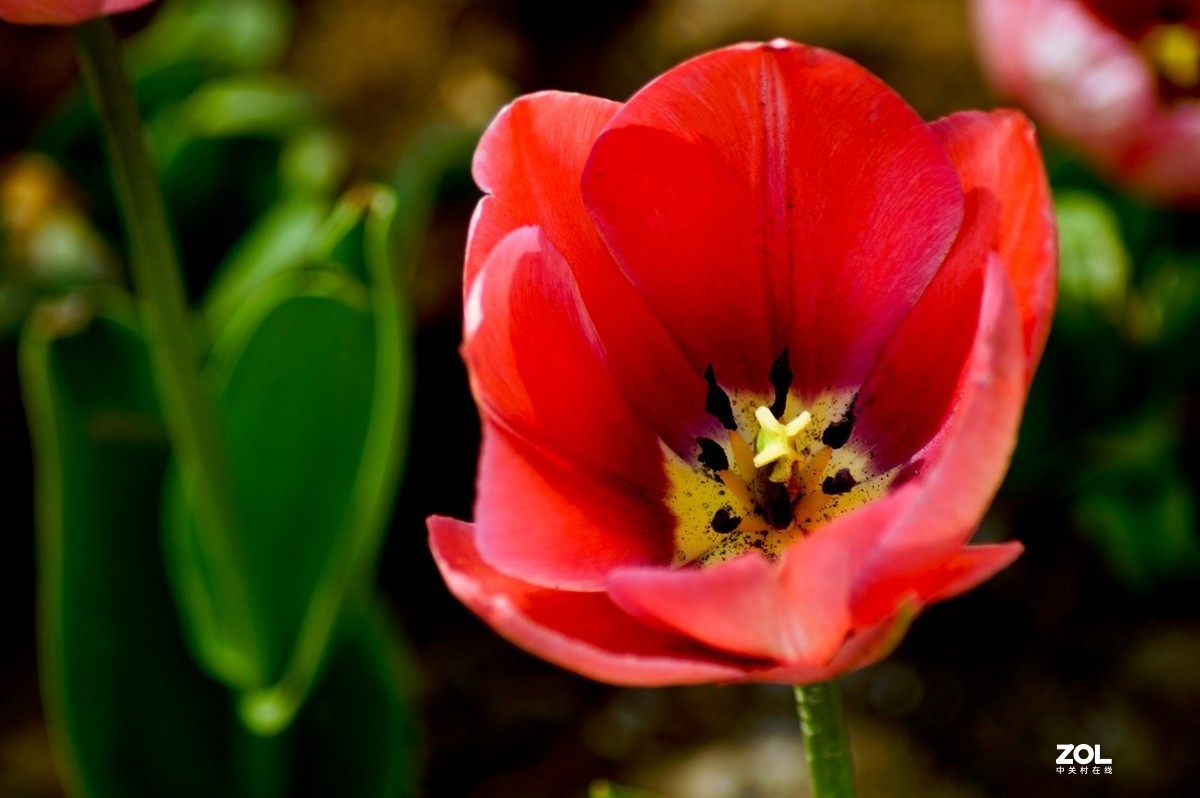 济南龙奥大厦门前市府大厦的郁金香
