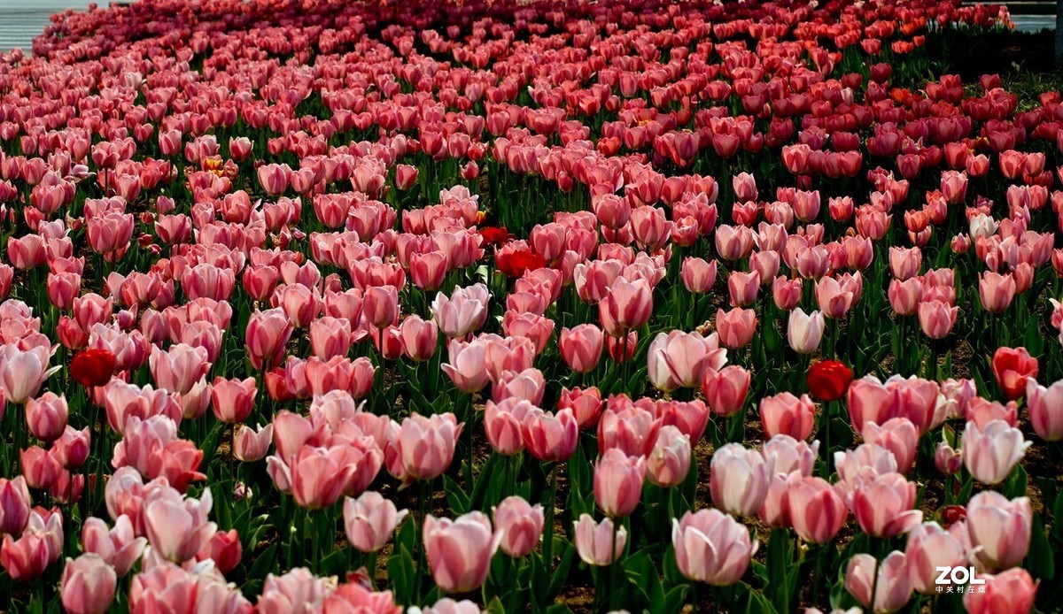 济南龙奥大厦门前市府大厦的郁金香