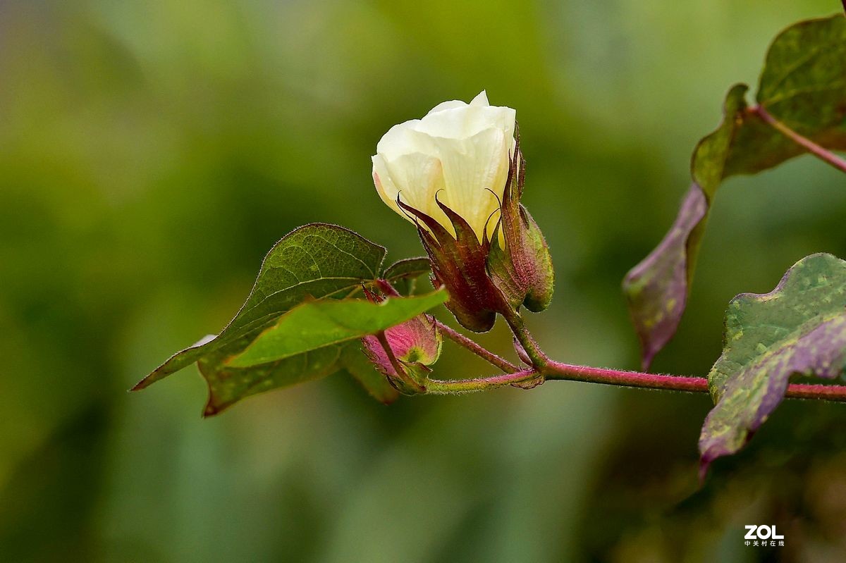 一组棉花花随拍