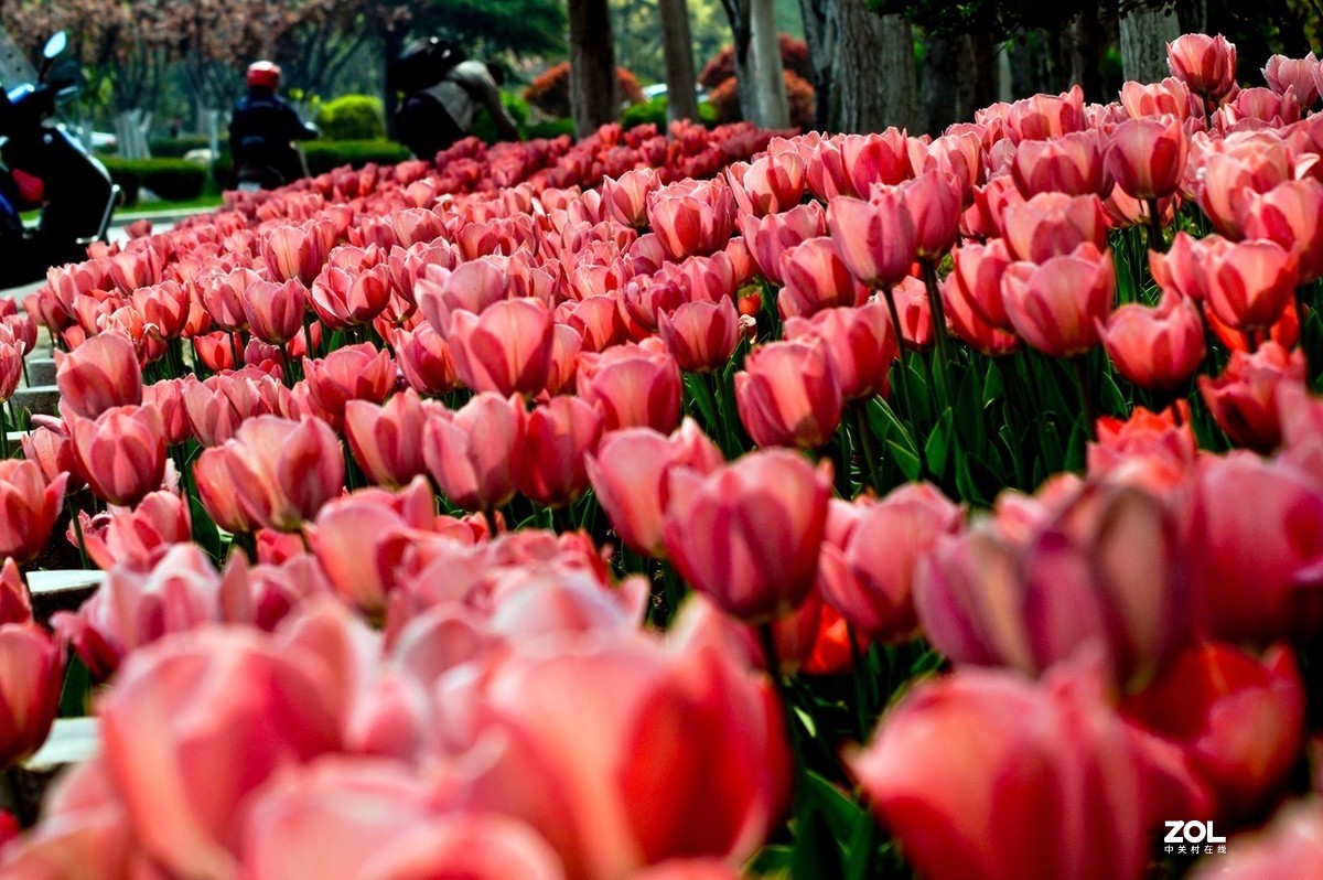 济南龙奥大厦门前市府大厦的郁金香