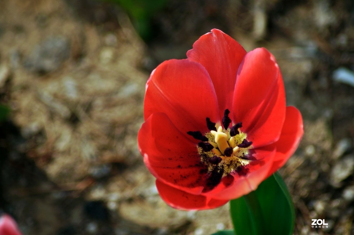 济南龙奥大厦门前市府大厦的郁金香