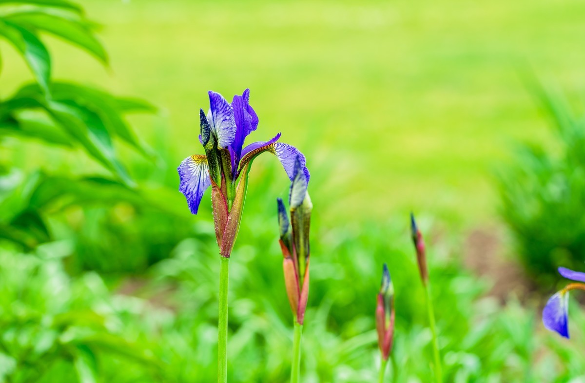 鸢尾花