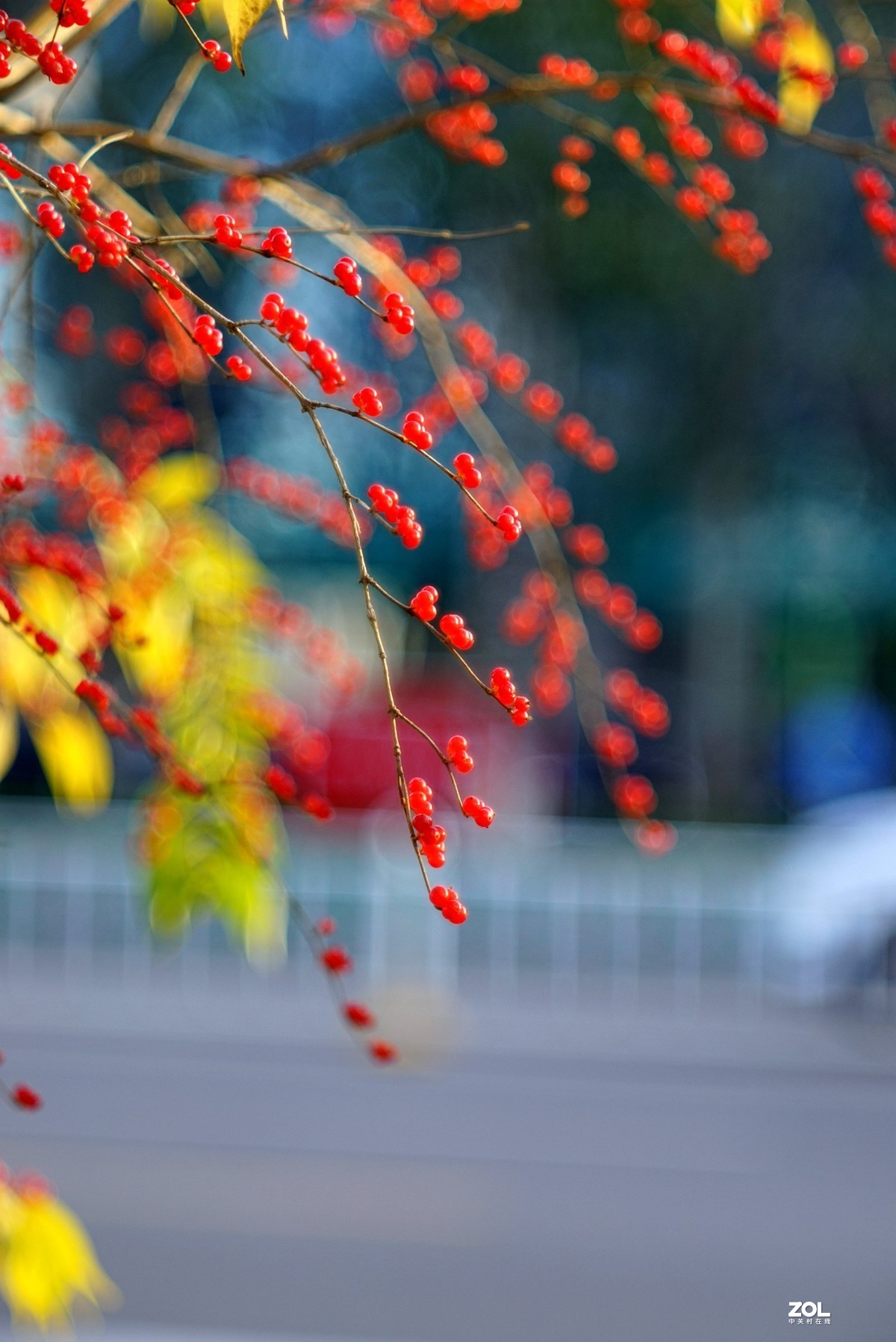 感谢目的不一版主热情邀请，来合肥星空(中国)学习，发一组忍冬果！
