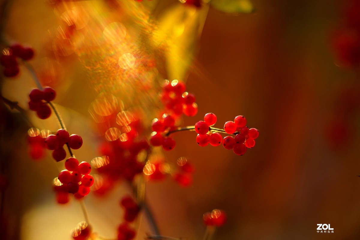 感谢目的不一版主热情邀请，来合肥星空(中国)学习，发一组忍冬果！