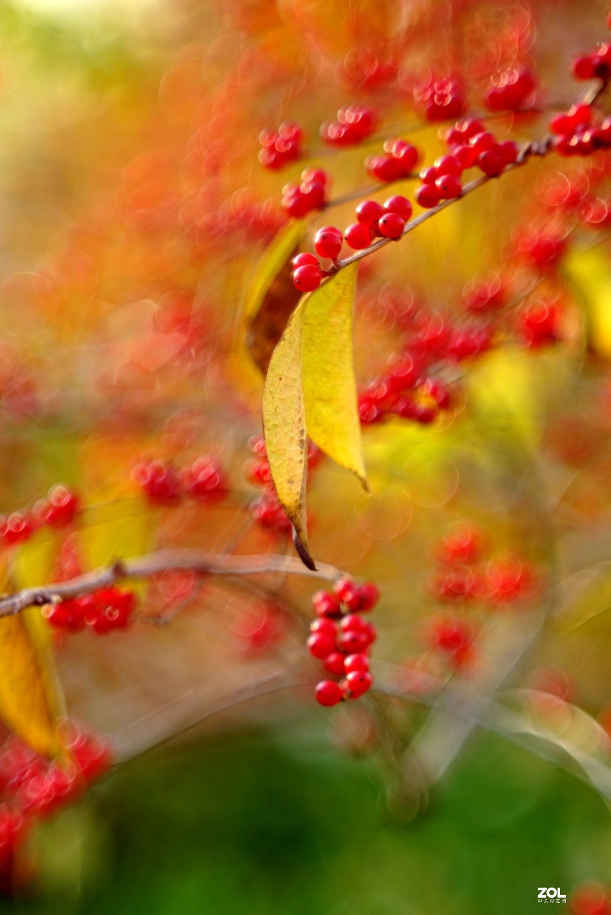 感谢目的不一版主热情邀请，来合肥星空(中国)学习，发一组忍冬果！