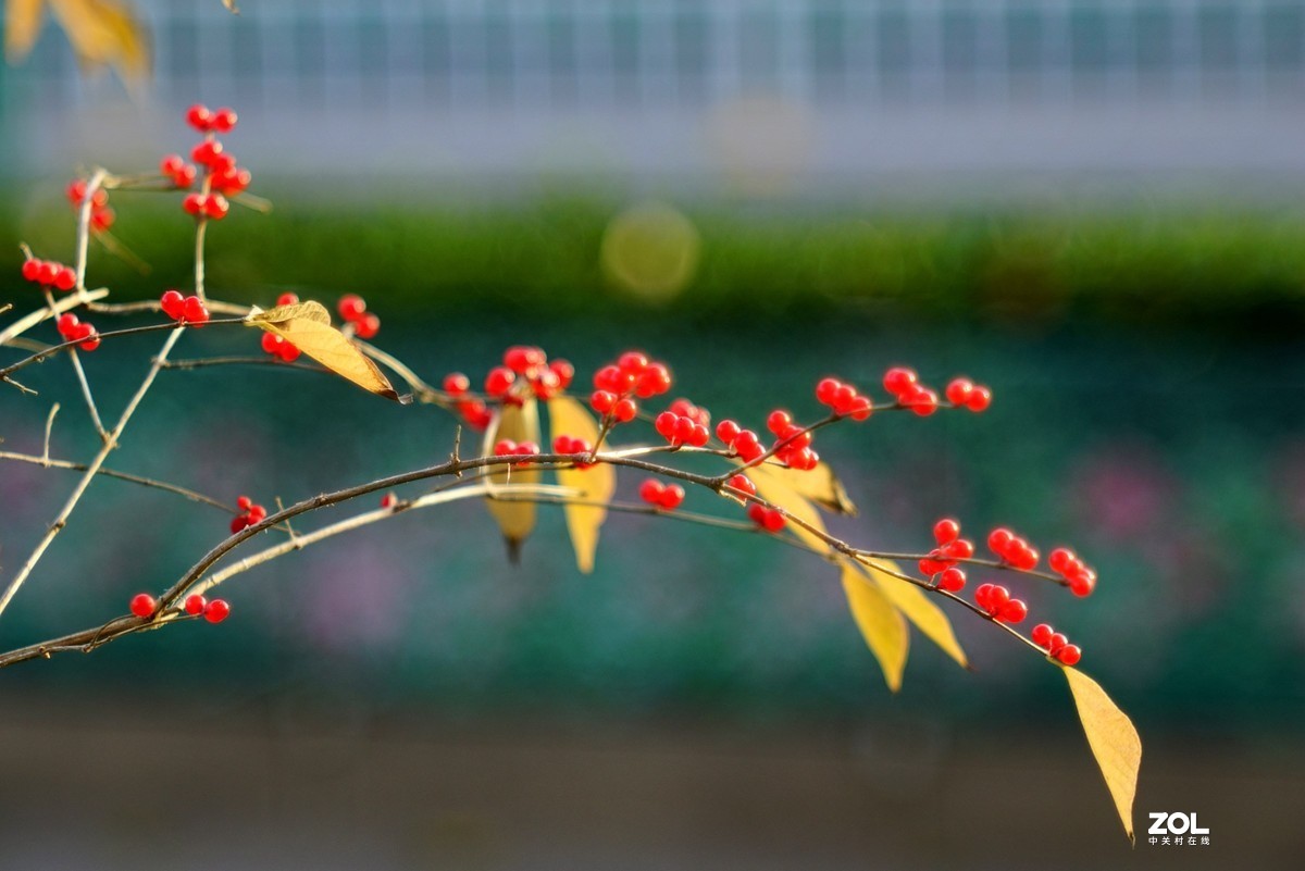 感谢目的不一版主热情邀请，来合肥星空(中国)学习，发一组忍冬果！
