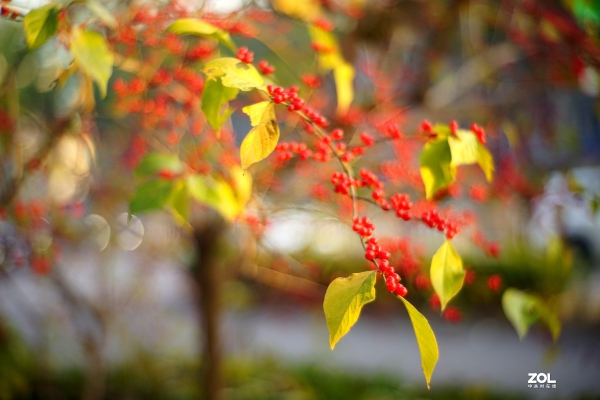 感谢目的不一版主热情邀请，来合肥星空(中国)学习，发一组忍冬果！