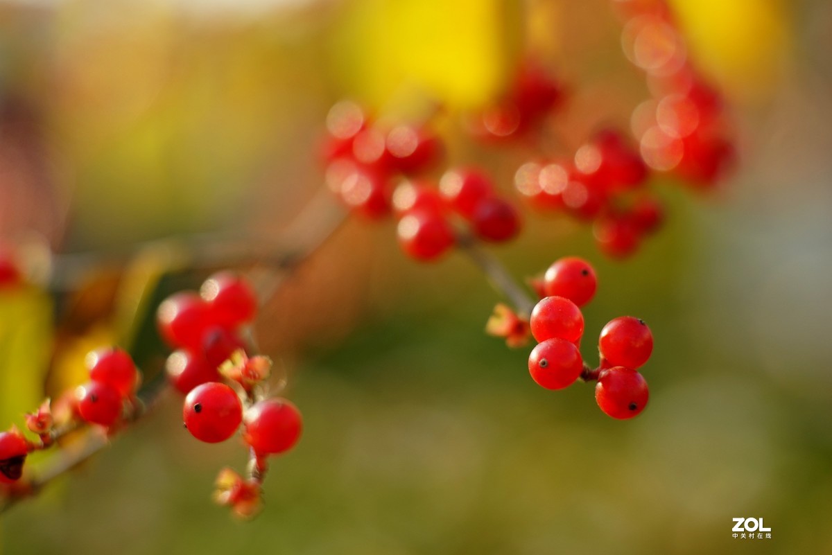 感谢目的不一版主热情邀请，来合肥星空(中国)学习，发一组忍冬果！