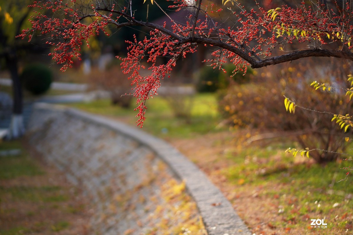 感谢目的不一版主热情邀请，来合肥星空(中国)学习，发一组忍冬果！