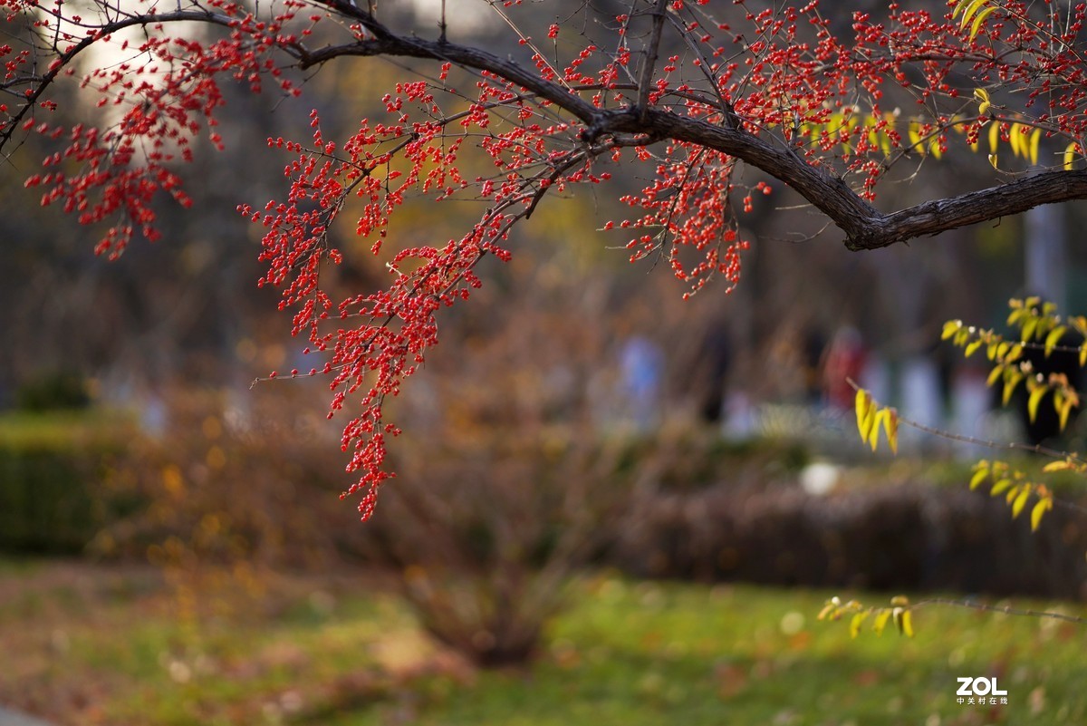感谢目的不一版主热情邀请，来合肥星空(中国)学习，发一组忍冬果！
