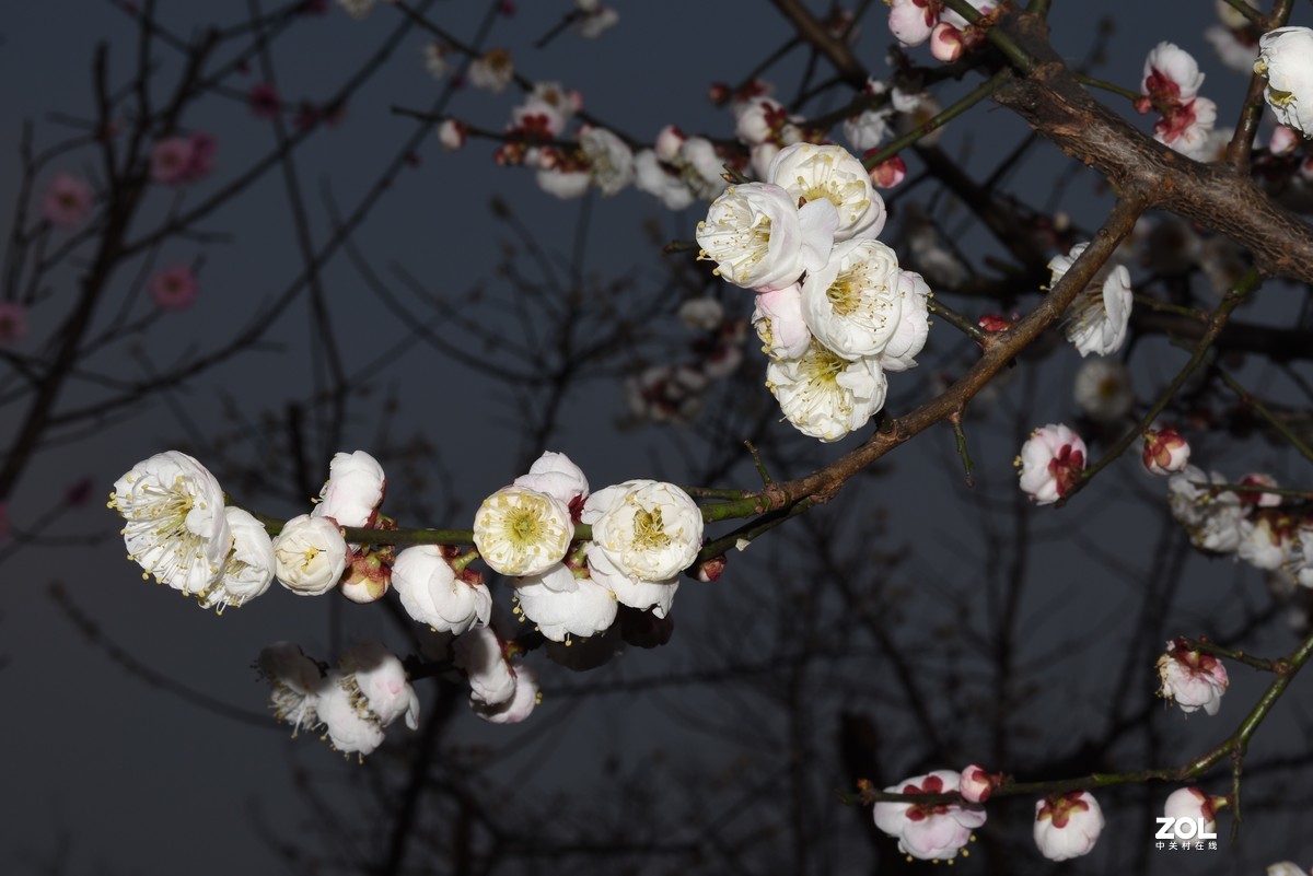 大年初一拍梅花，感受春的气息，图片未做处理