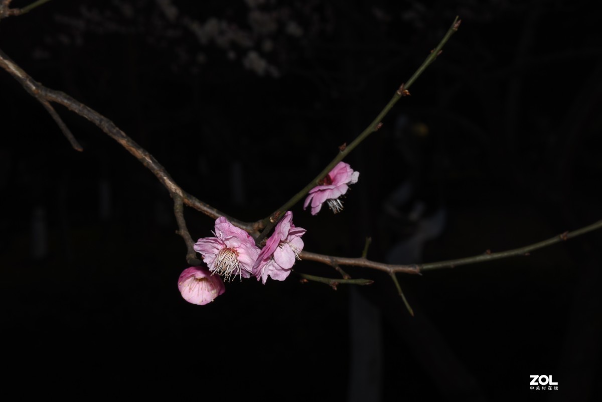 大年初一拍梅花，感受春的气息，图片未做处理