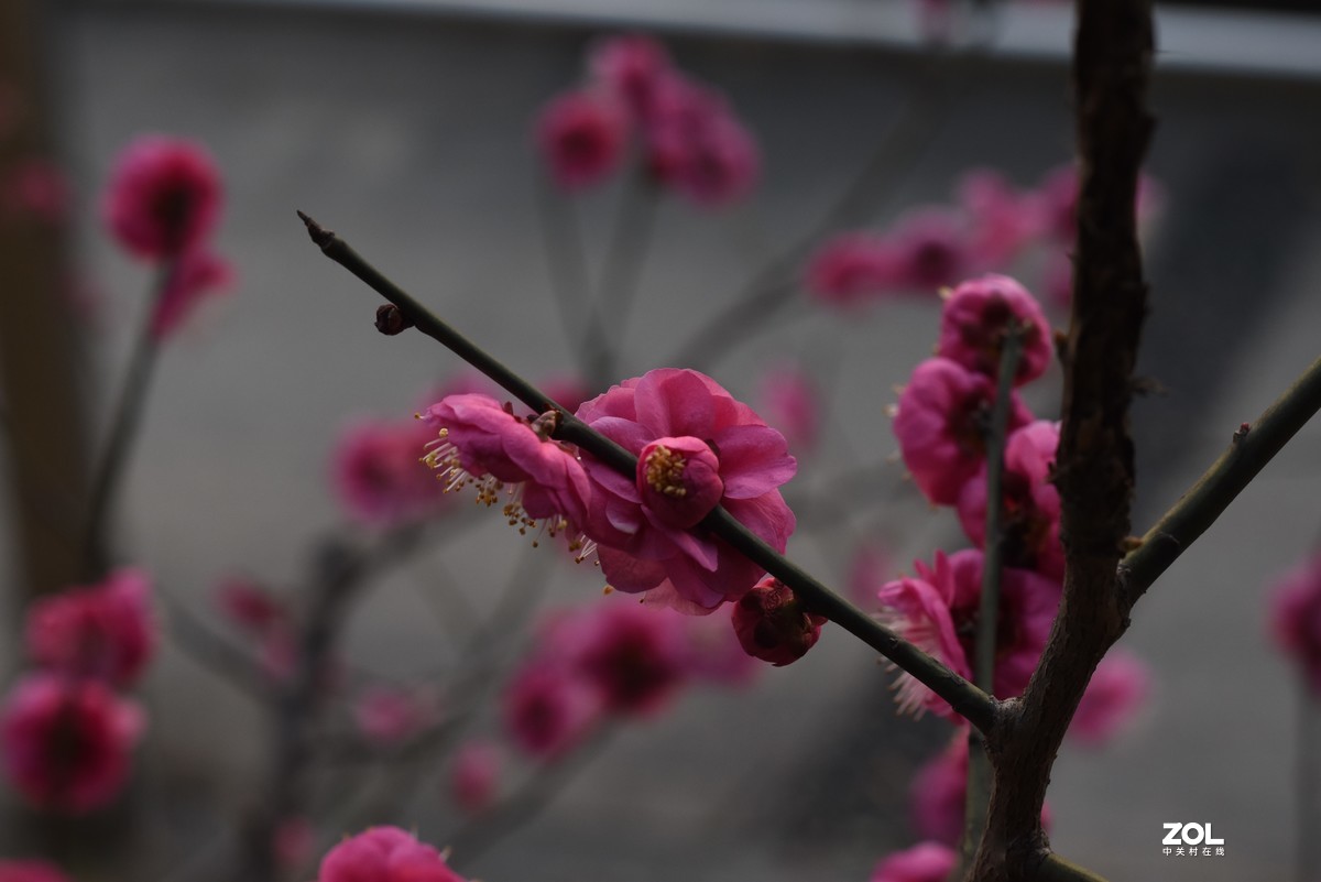 大年初一拍梅花，感受春的气息，图片未做处理