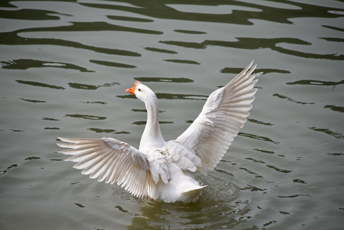 白鹅展翅