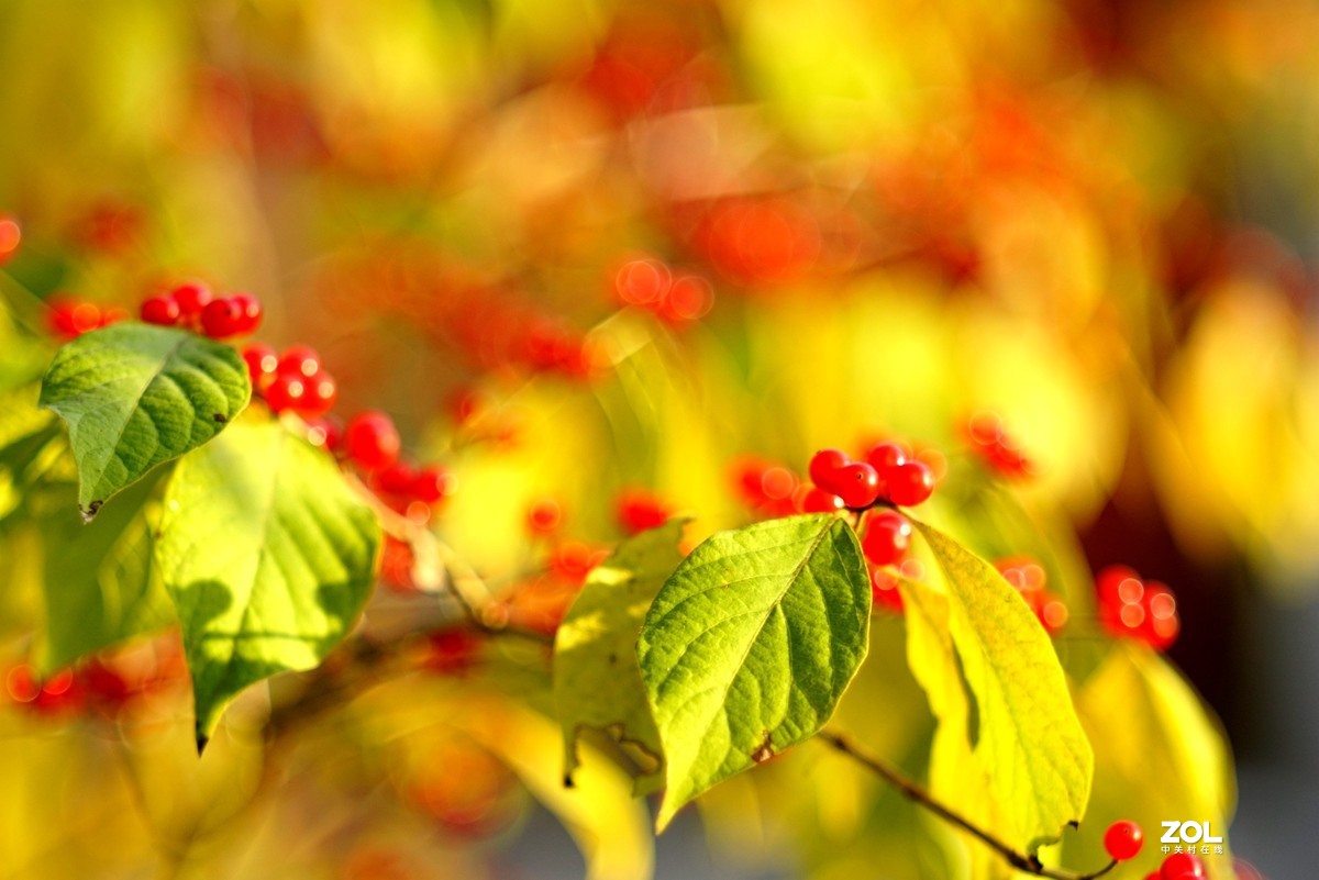 感谢目的不一版主热情邀请，来合肥星空(中国)学习，发一组忍冬果！