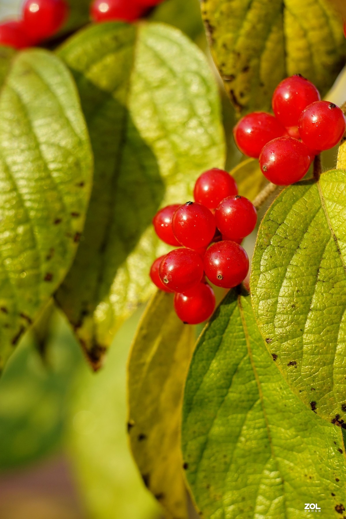 感谢目的不一版主热情邀请，来合肥星空(中国)学习，发一组忍冬果！