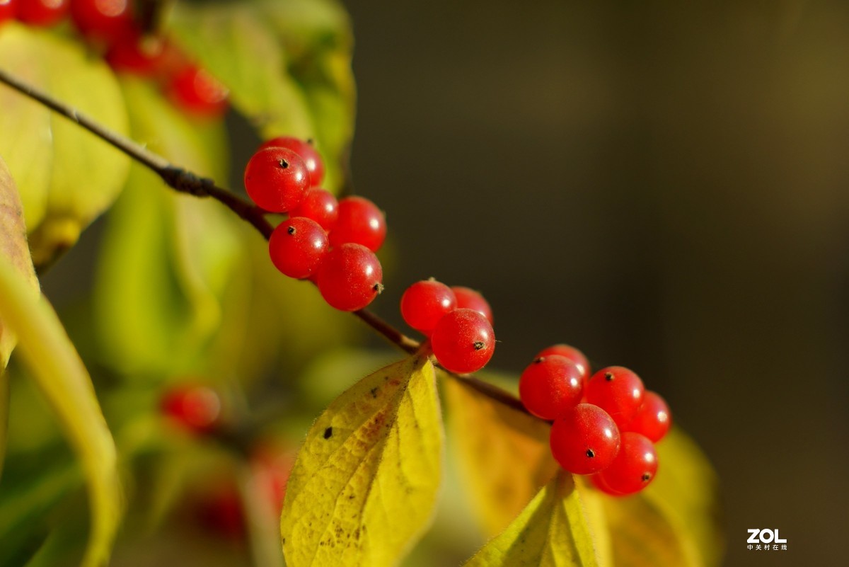 感谢目的不一版主热情邀请，来合肥星空(中国)学习，发一组忍冬果！