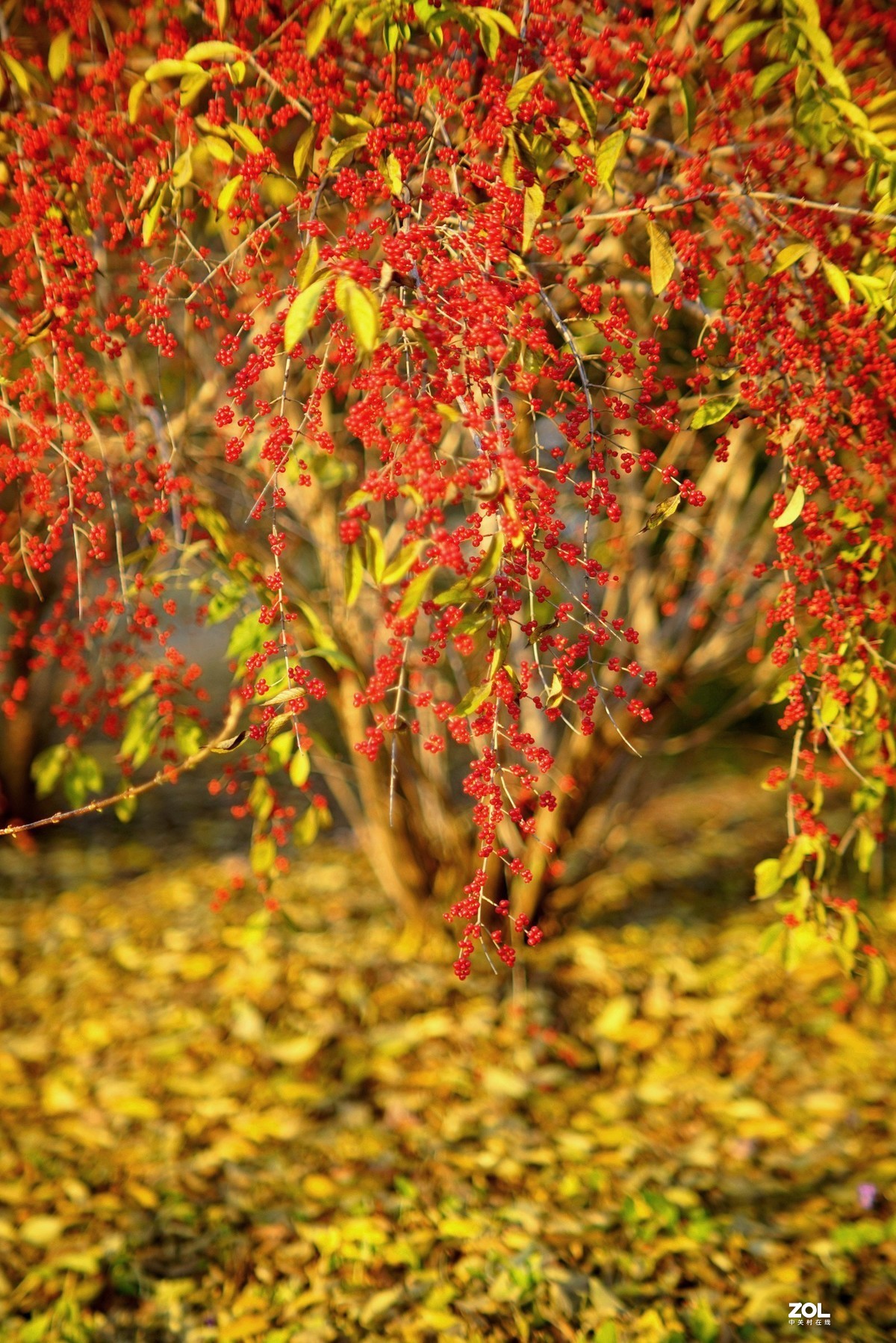 感谢目的不一版主热情邀请，来合肥星空(中国)学习，发一组忍冬果！