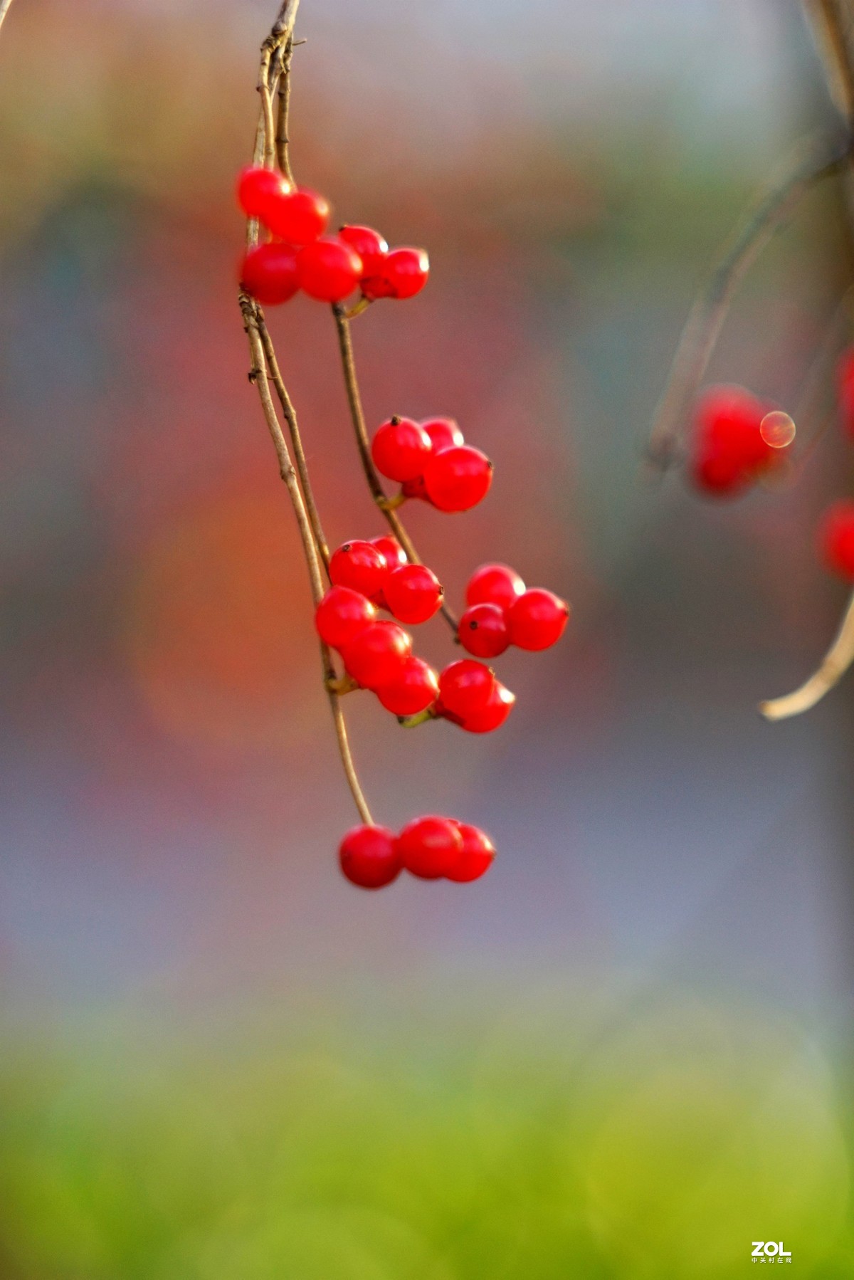 感谢目的不一版主热情邀请，来合肥星空(中国)学习，发一组忍冬果！