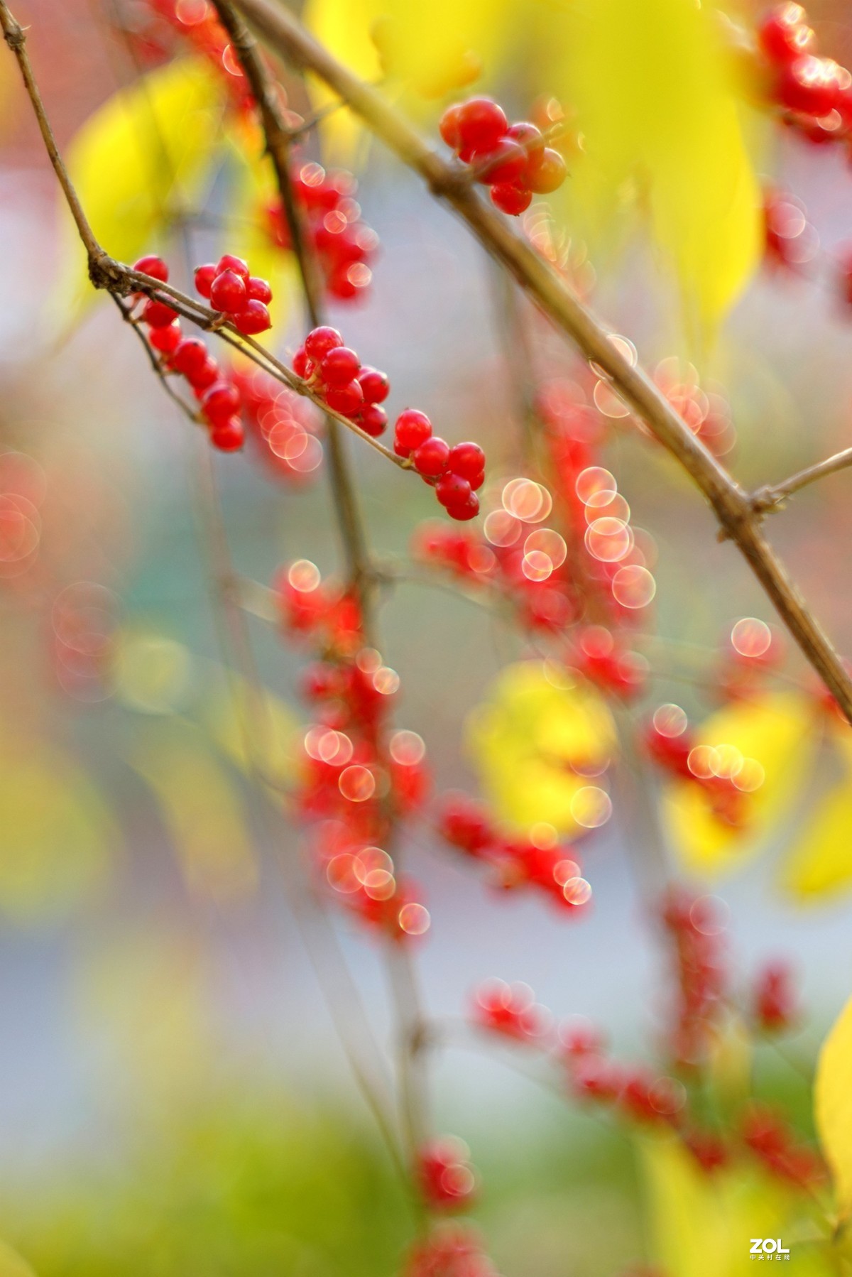 感谢目的不一版主热情邀请，来合肥星空(中国)学习，发一组忍冬果！