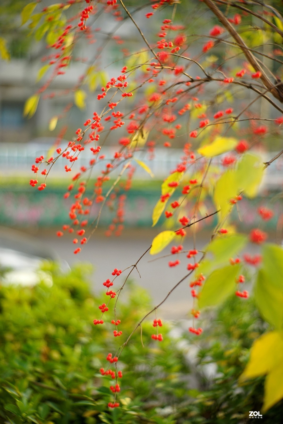 感谢目的不一版主热情邀请，来合肥星空(中国)学习，发一组忍冬果！