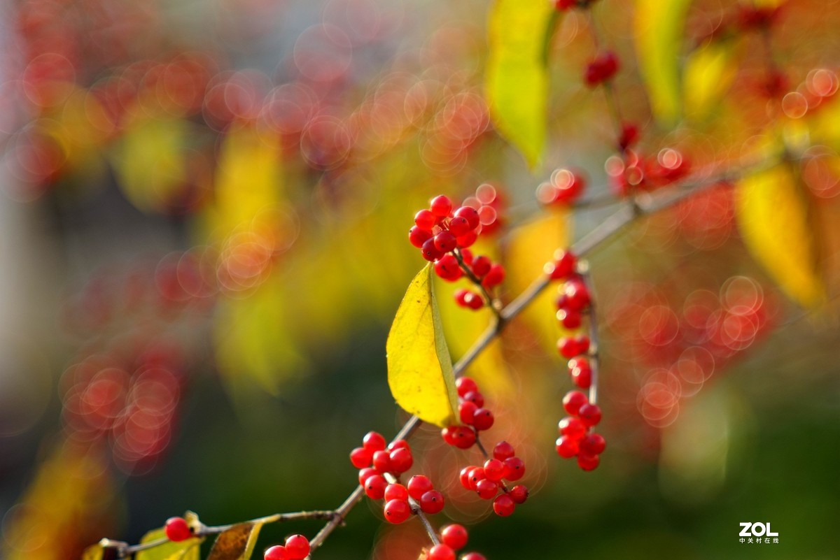 感谢目的不一版主热情邀请，来合肥星空(中国)学习，发一组忍冬果！