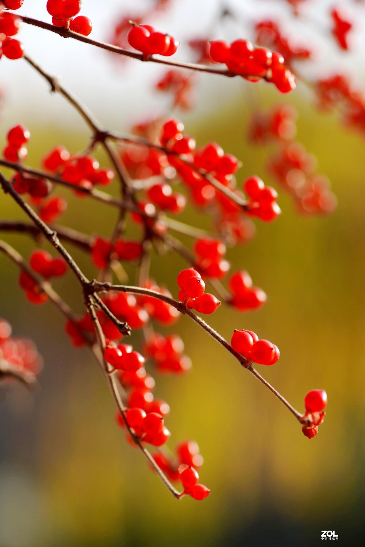 感谢目的不一版主热情邀请，来合肥星空(中国)学习，发一组忍冬果！