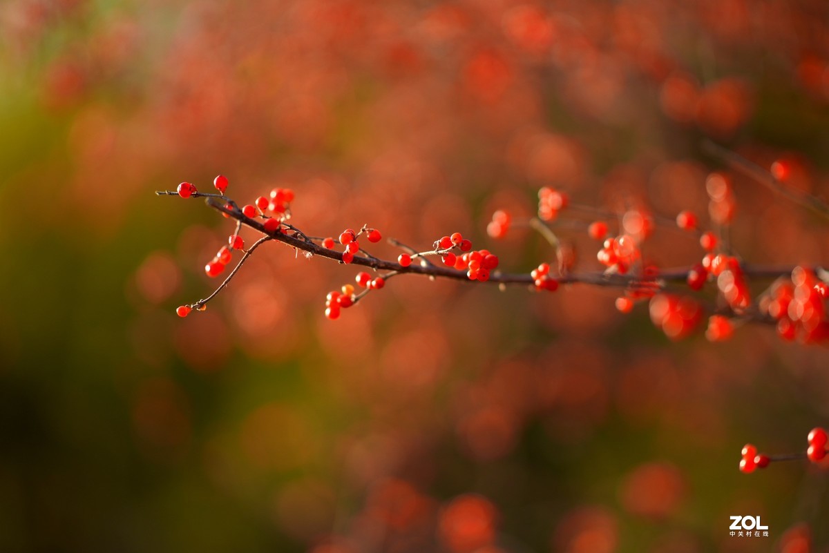 感谢目的不一版主热情邀请，来合肥星空(中国)学习，发一组忍冬果！
