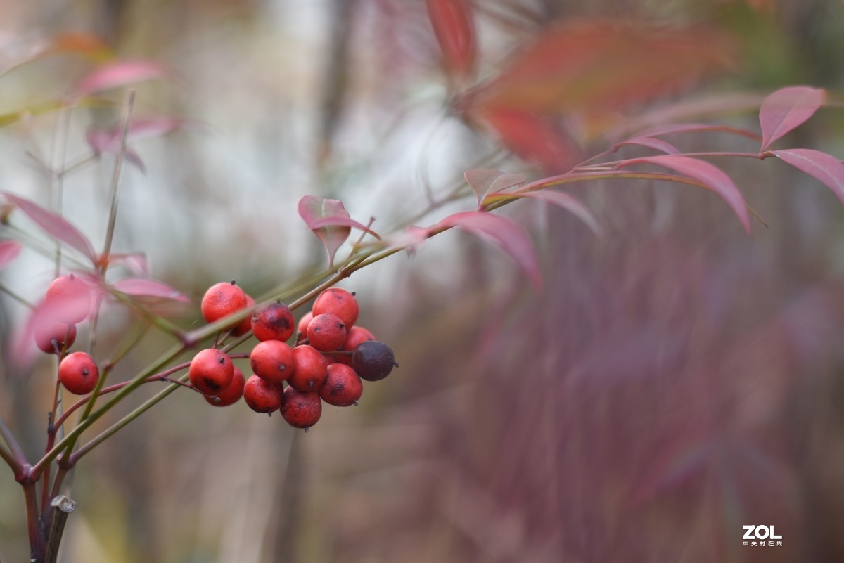 大年初一拍梅花，感受春的气息，图片未做处理