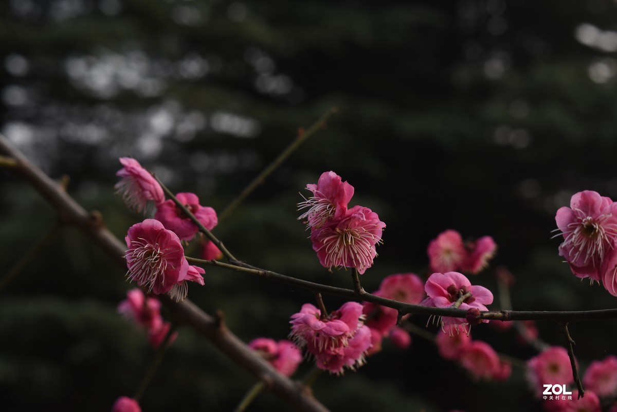 大年初一拍梅花，感受春的气息，图片未做处理