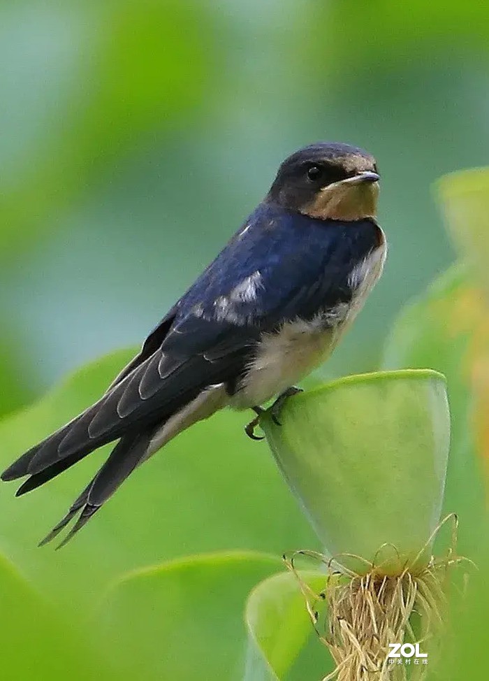 燕子-中关村在线摄影论坛