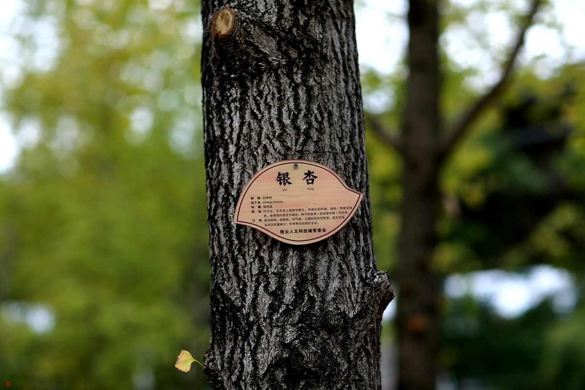 有些曰子没来看望寿星佬与成臣二版主了！