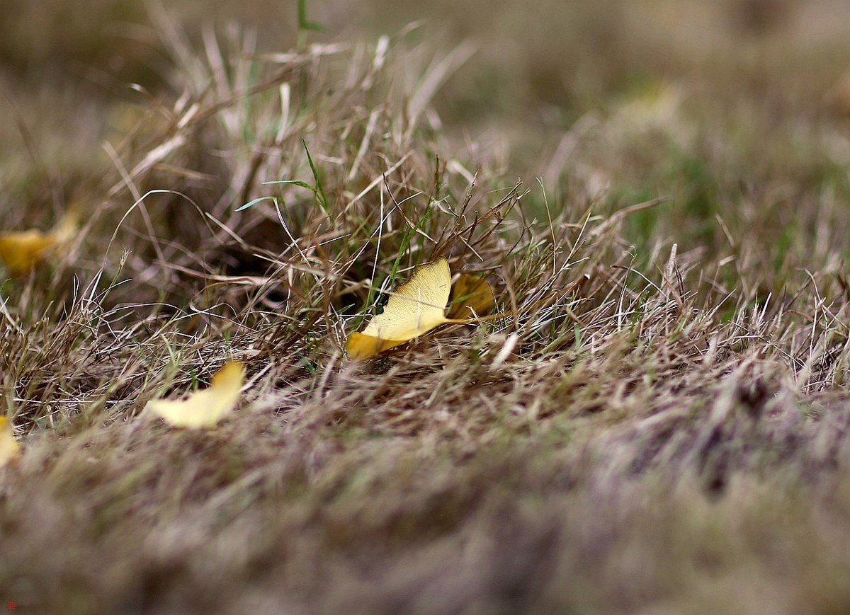 有些曰子没来看望寿星佬与成臣二版主了！