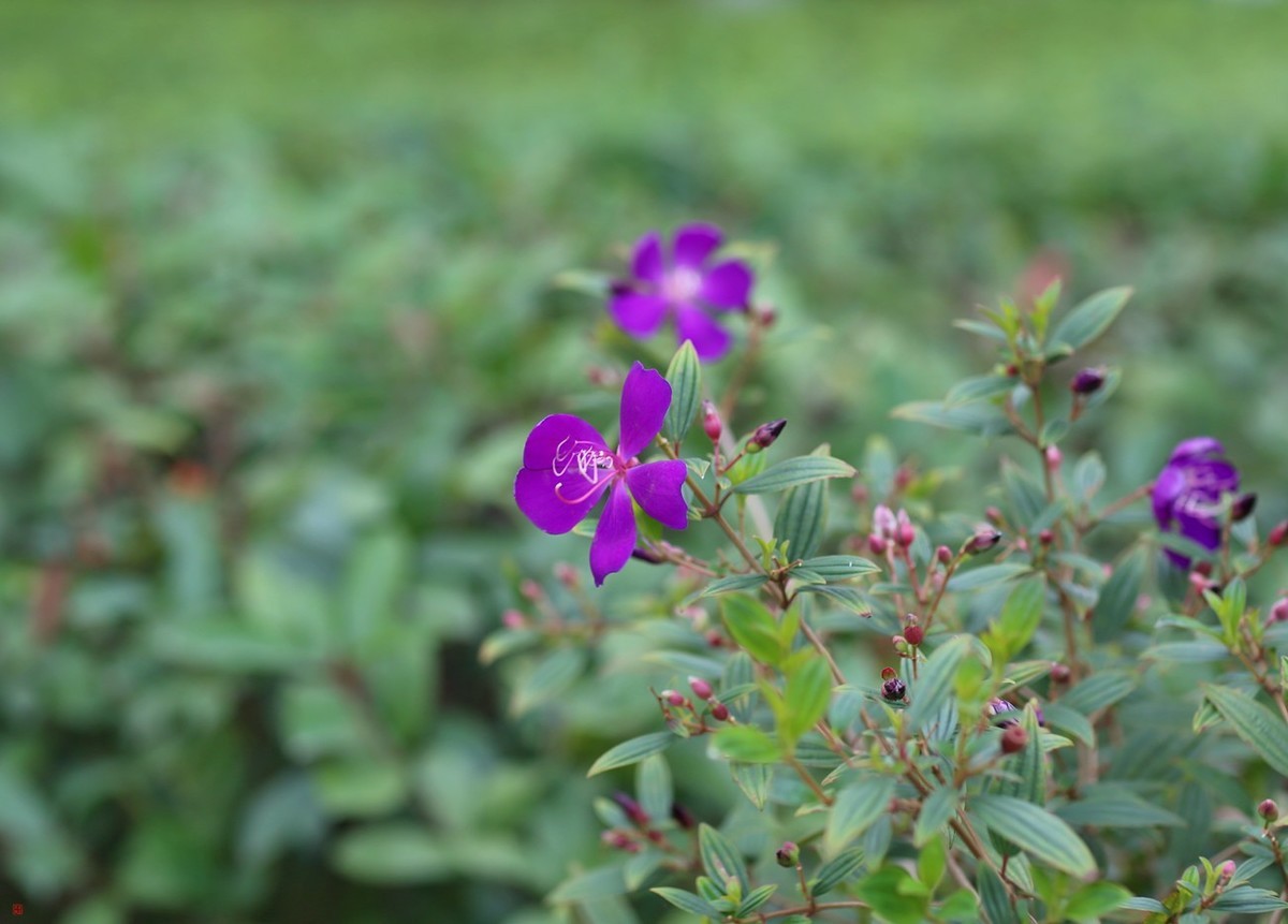 有些曰子没来看望寿星佬与成臣二版主了！